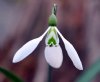 Galanthus Ruth McCl...