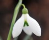 Show product details for Galanthus Sally Wickenden