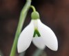 Galanthus Sally Wic...