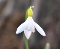 Galanthus sandersii