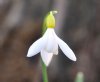 Galanthus sandersii