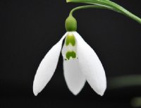 A big flowered long established galanthus