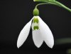 Galanthus Sentinel