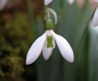 Galanthus Sibbertoft Magnet