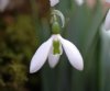 Show product details for Galanthus Sibbertoft Magnet