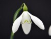 Show product details for Galanthus Sir Herbert Maxwell