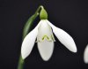 Galanthus Sir Herbe...