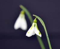 Galanthus South Hayes