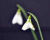 Galanthus South Hayes