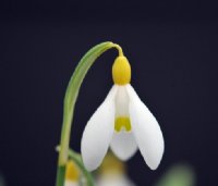 Nice big white flowers