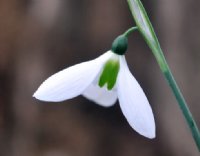 Nice big white flowers