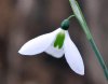 Show product details for Galanthus Spring Greens