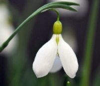 Galanthus Sutton Courtenay