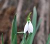 Galanthus The Whopper