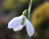 Big flowered very early flowering Galanthus