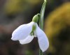 Galanthus Three Ships