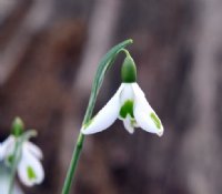 Nice big white flowers