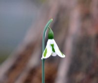 Galanthus Trym