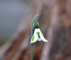 Show product details for Galanthus Trym