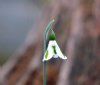 Galanthus Trym