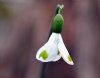 Show product details for Galanthus Trymlet