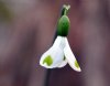 Galanthus Trymlet