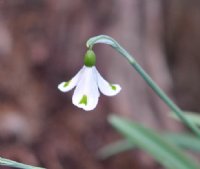 Galanthus Trymposter