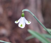 Galanthus Trympostor