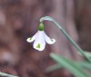 Show product details for Galanthus Trympostor