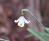 Galanthus Trympostor