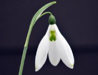 Galanthus Two Eyes