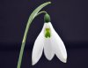 Galanthus Two Eyes