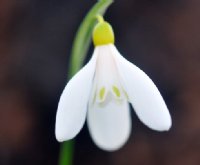 A nice contrasty yellow ovary Galanthus with glossy green leaves