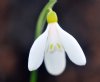 Show product details for Galanthus Elizabeth Harrison