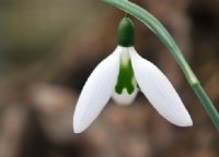 Galanthus X Files