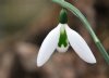 Galanthus X Files