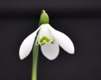 Galanthus Compton Court