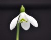 Show product details for Galanthus Compton Court