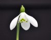 Galanthus Compton C...