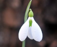 Nice white petals on this Galanthus