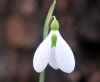 Show product details for Galanthus Yaffle