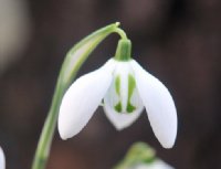 Big white flowered Galanthus