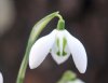 Show product details for Galanthus elwesii Yvonne Hay