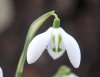 Galanthus Yvonne Hay