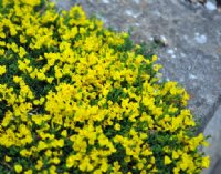 Carpets of golden yellow scented flowers