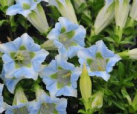 Fabulous palest blue and white flowers.