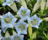 Show product details for Gentiana acaulis Arctic Fanfare