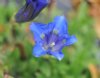 Show product details for Gentiana acaulis D Jit