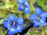 Nice big blue flowers over green foliage