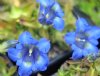 Show product details for Gentiana acaulis Edrom Hybrid